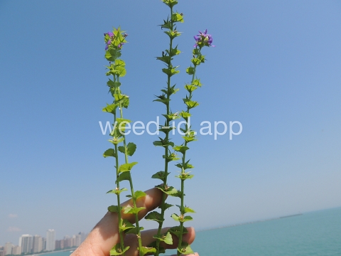 venuslookingglass, common